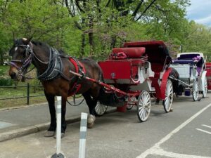 Horse and carriages parked in New York City.