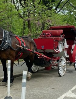 Photography Tours Horse and carriages parked in New York City.